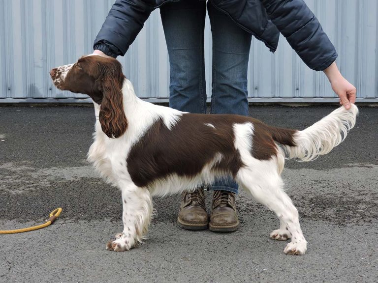 Field Spaniel