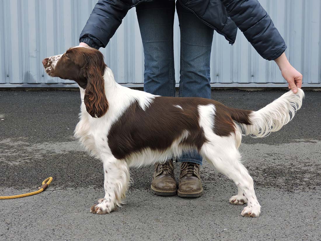 Field Spaniel Field Spaniel