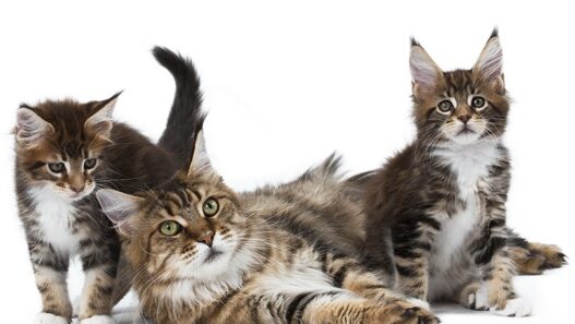Le chat, animal de compagnie préféré des Suisses
