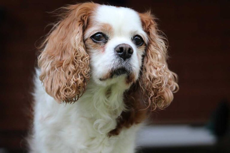 3 raisons d’adopter le Cavalier King Charles