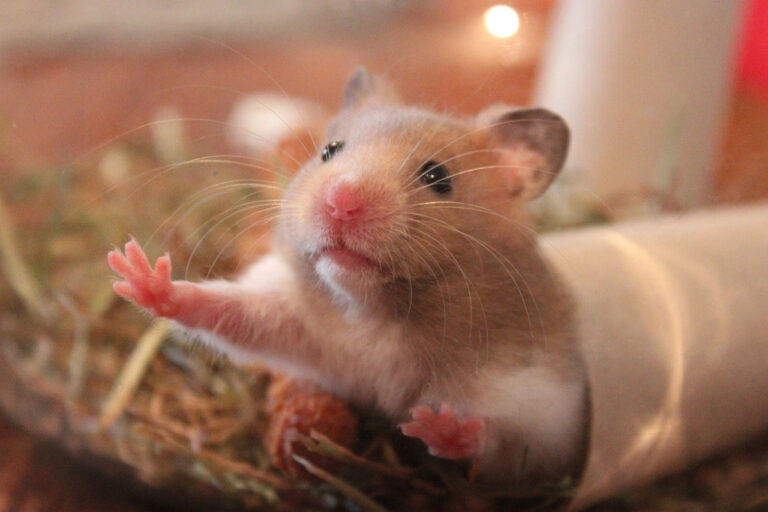 Adopter un hamster – 3 qualités qui vont vous faire craquer