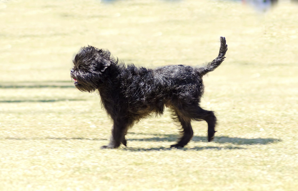 Affenpinscher Affenpinscher