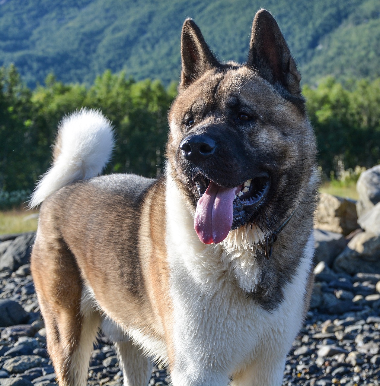 Akita américain debout