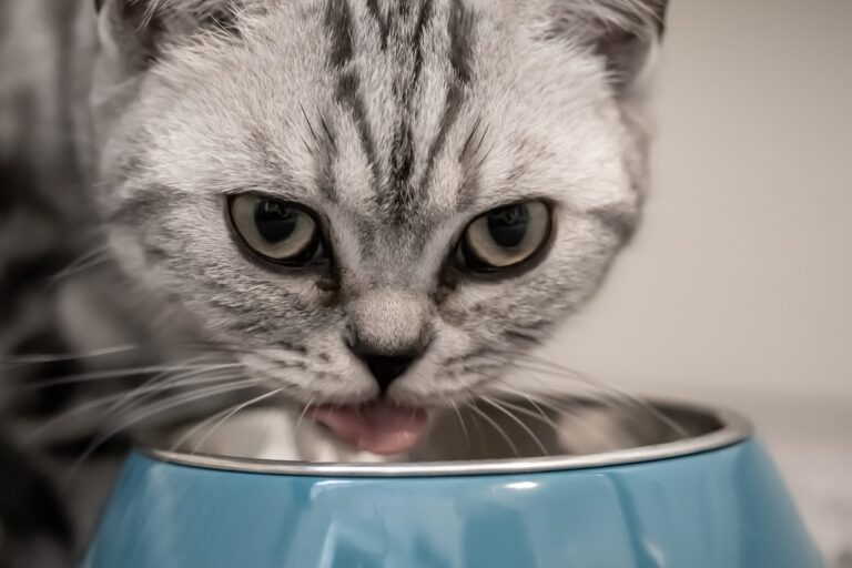 Alimentation du chaton : ce qu’il faut savoir