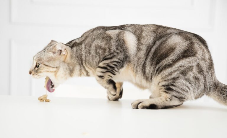 10 aliments toxiques pour les chats