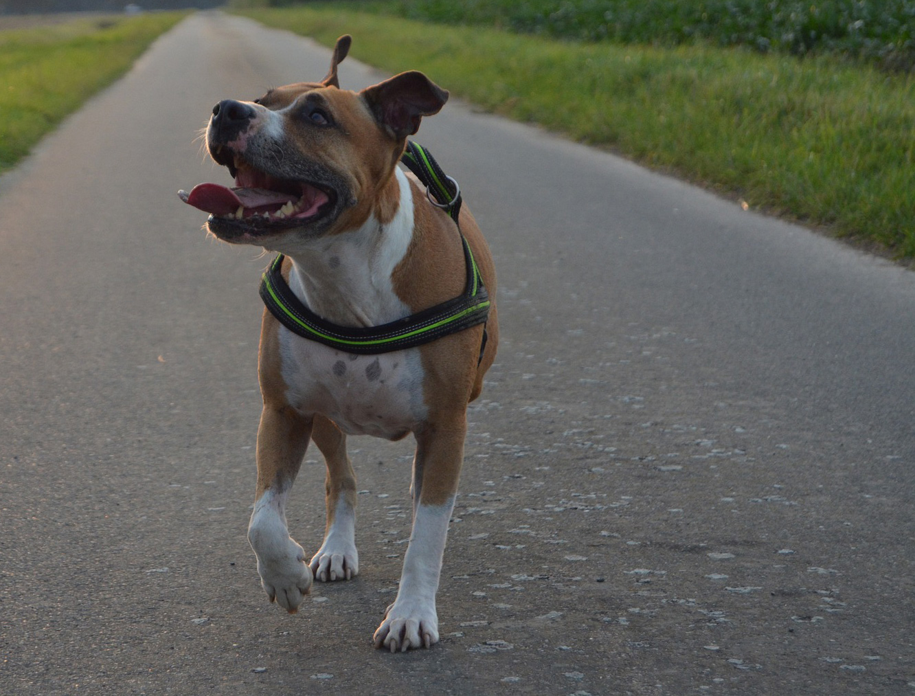 American Staffordshire Terrier ou Amstaff