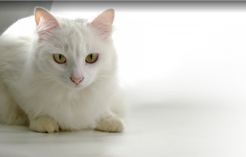 Angora Angora
