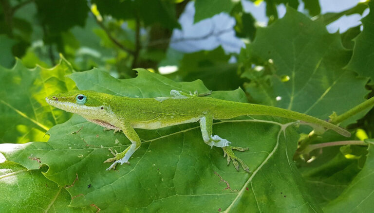 Anolis vert