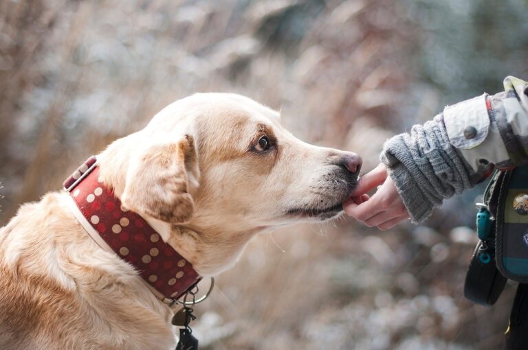 Assurance chien : 3 excellentes raisons de la souscrire