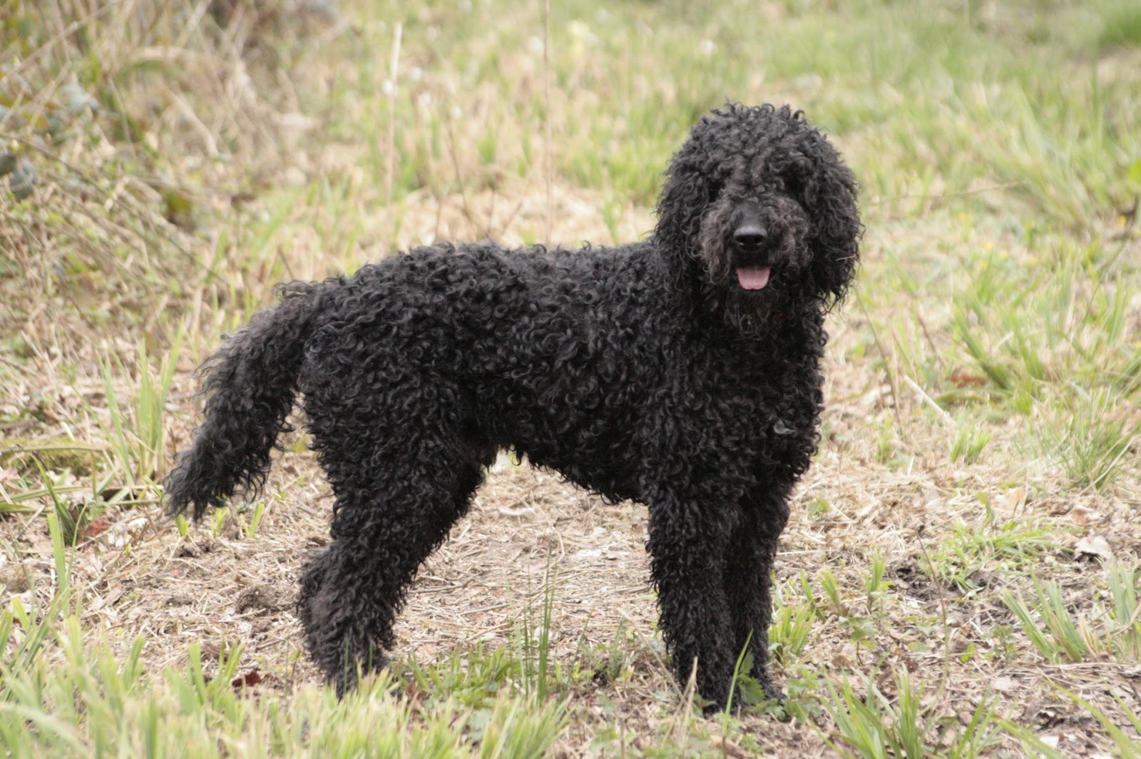 Barbet Barbet