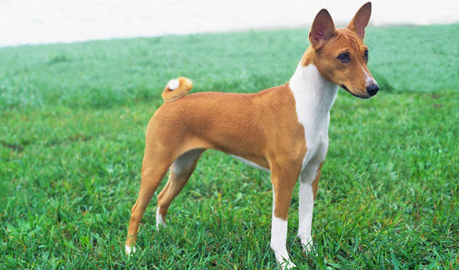 Basenji Basenji