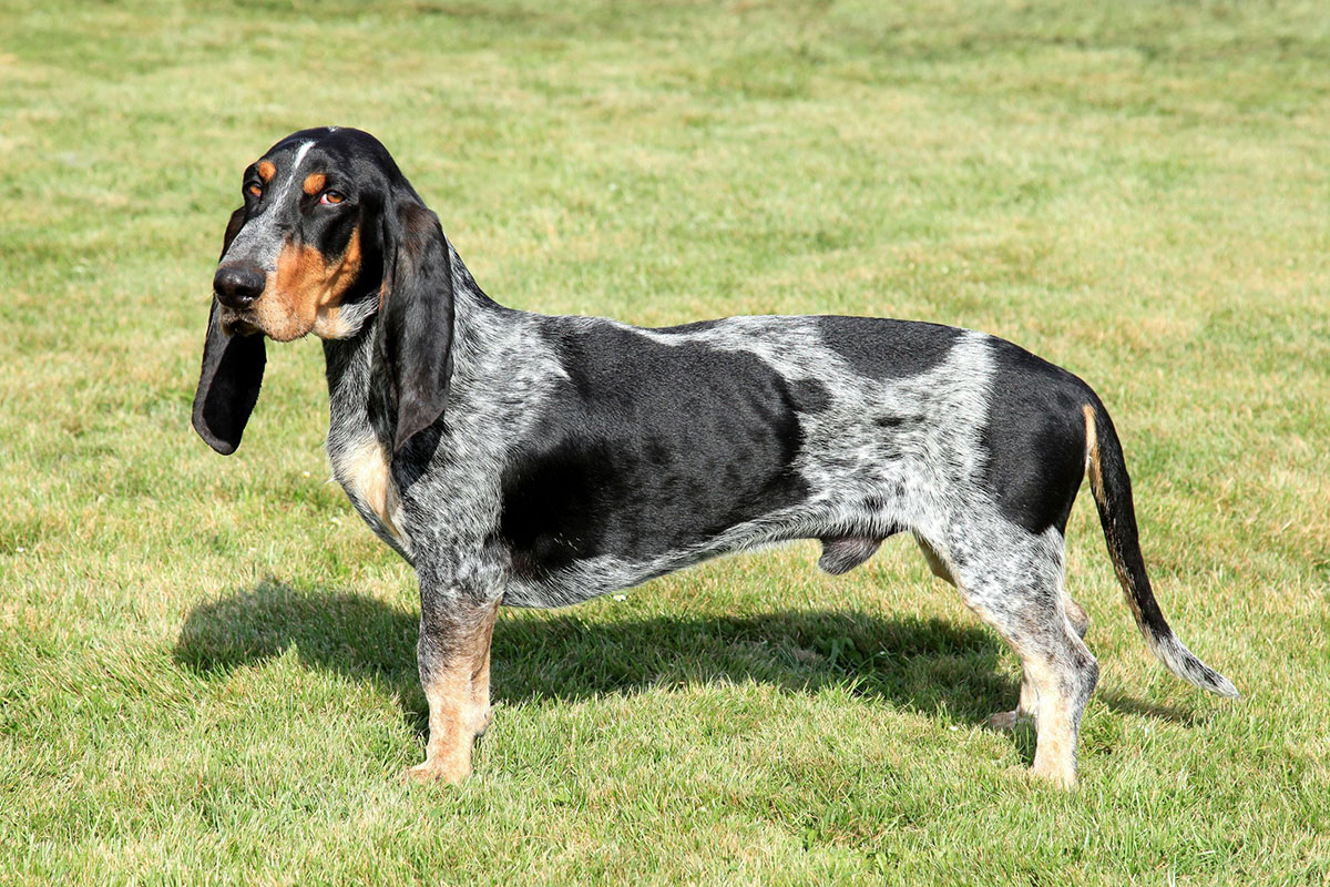 Basset bleu de Gascogne