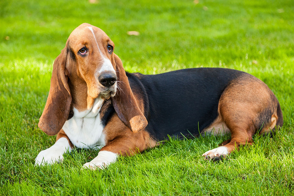 Basset Hound Basset Hound