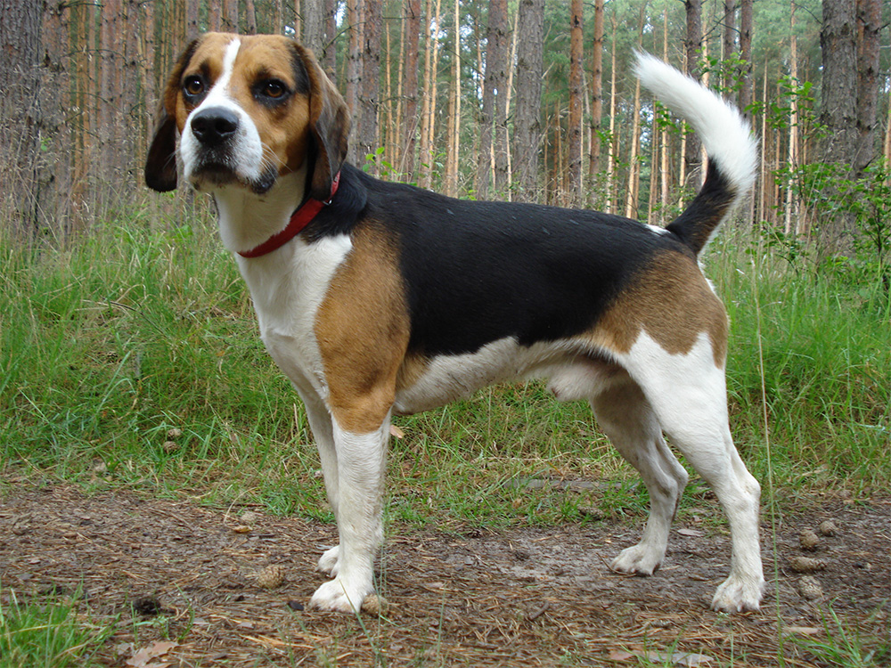 Beagle-Harrier Beagle-Harrier