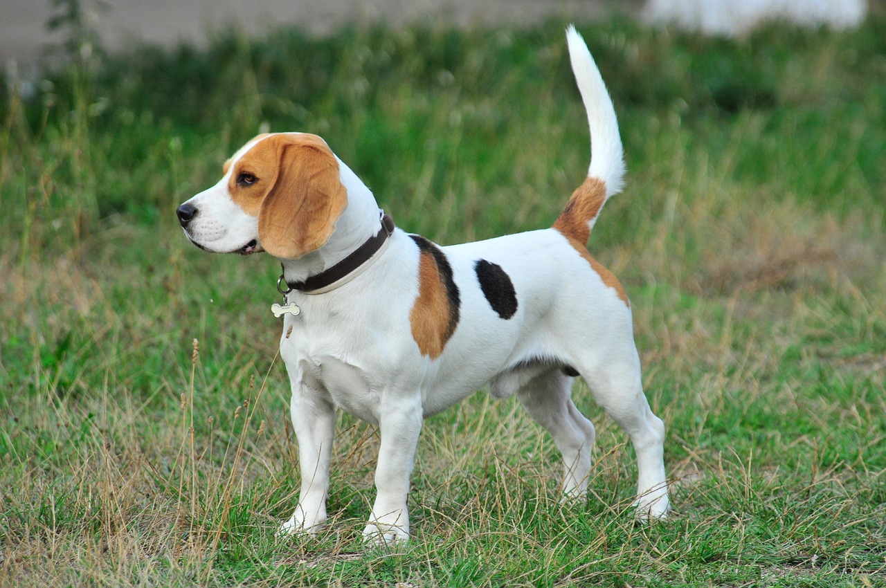 Beagle Beagle