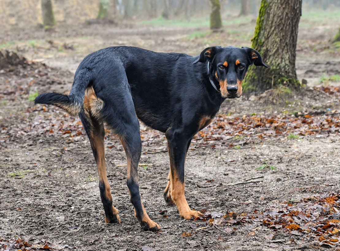 Beauceron Beauceron