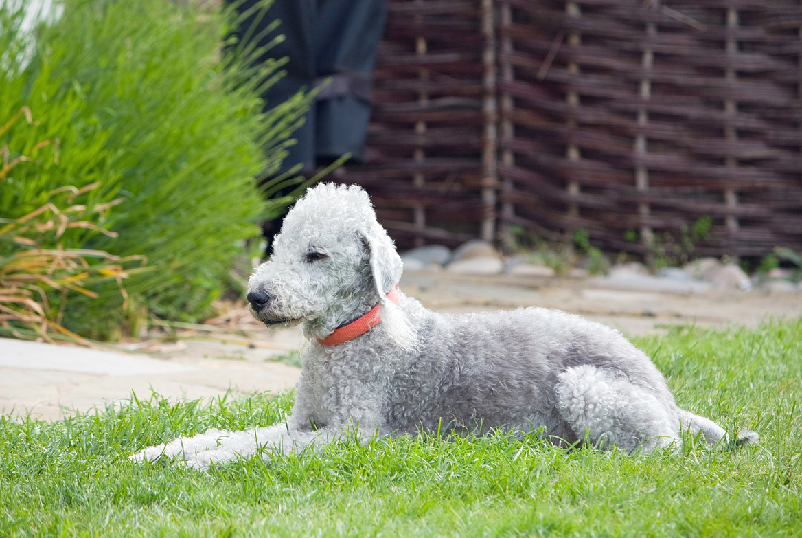 Bedlington Terrier