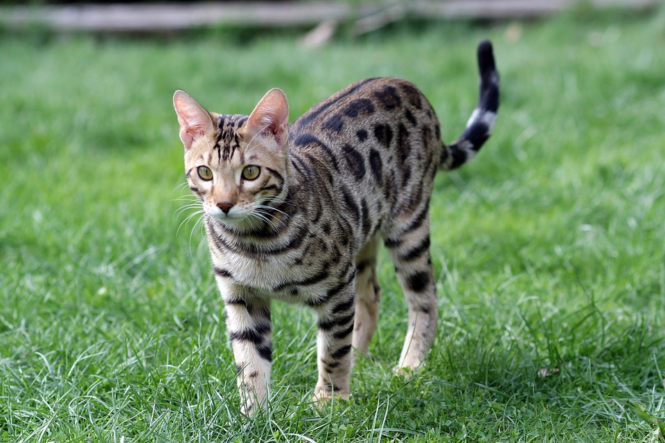 Bengal Bengal