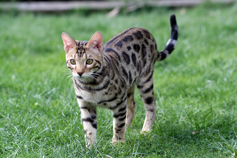 chat du Bengal