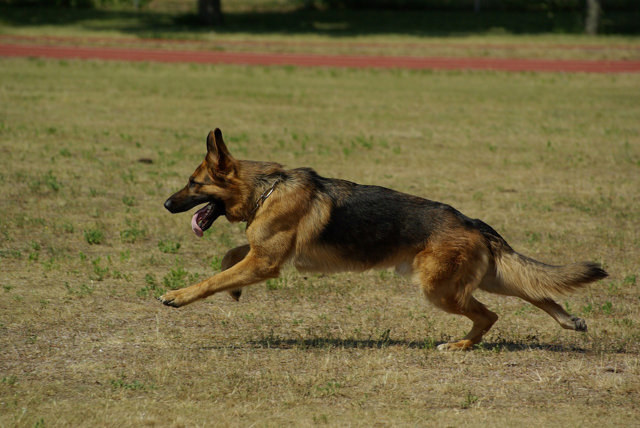 Berger allemand Berger allemand