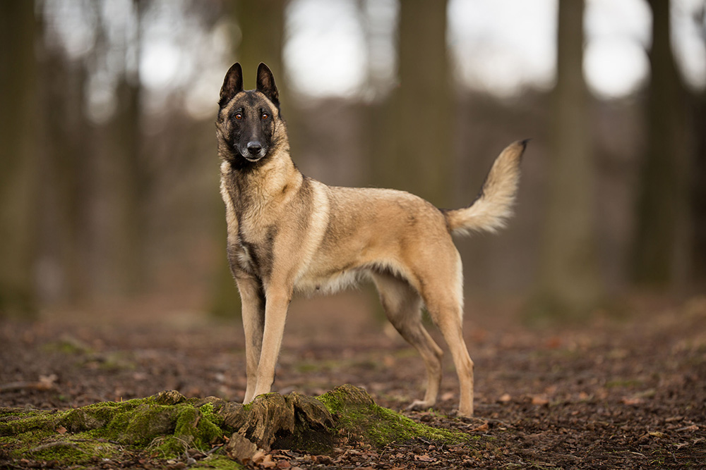 Berger belge Malinois Berger belge Malinois