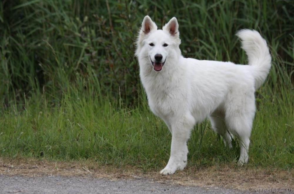 Berger blanc suisse Berger blanc suisse