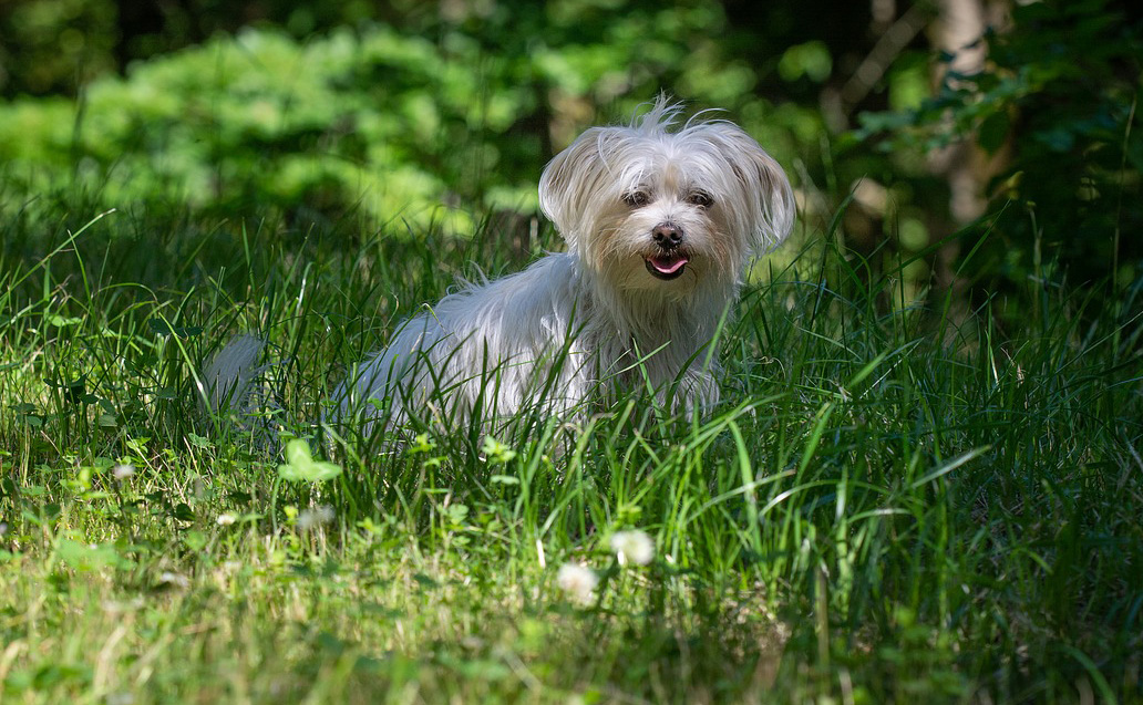 Bichon maltais Bichon maltais