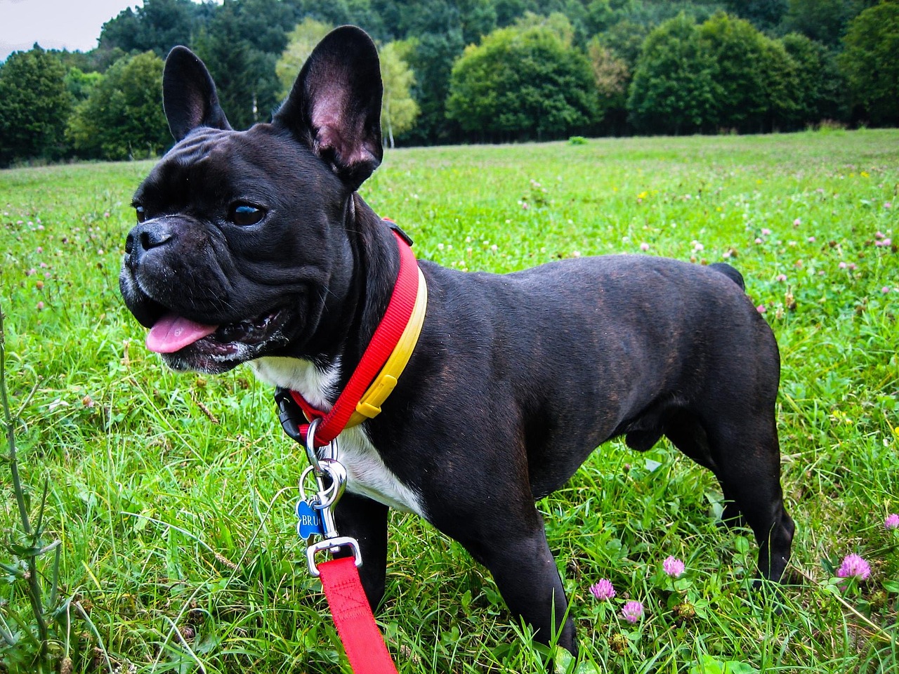 Bouledogue français Bouledogue français