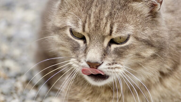 Boules de poils des chats : Comment faire