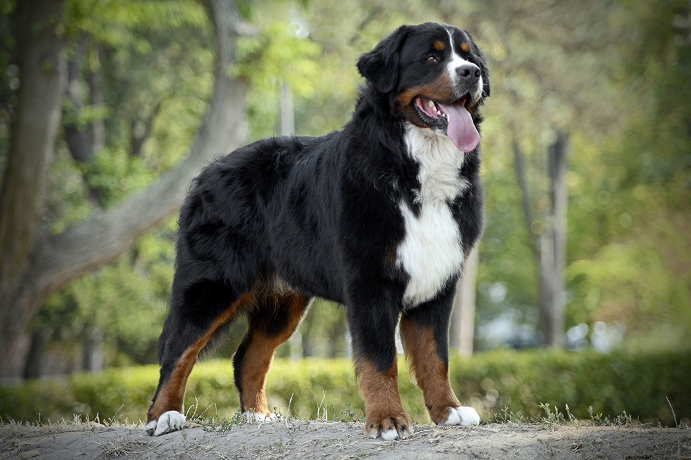 Bouvier bernois Bouvier bernois