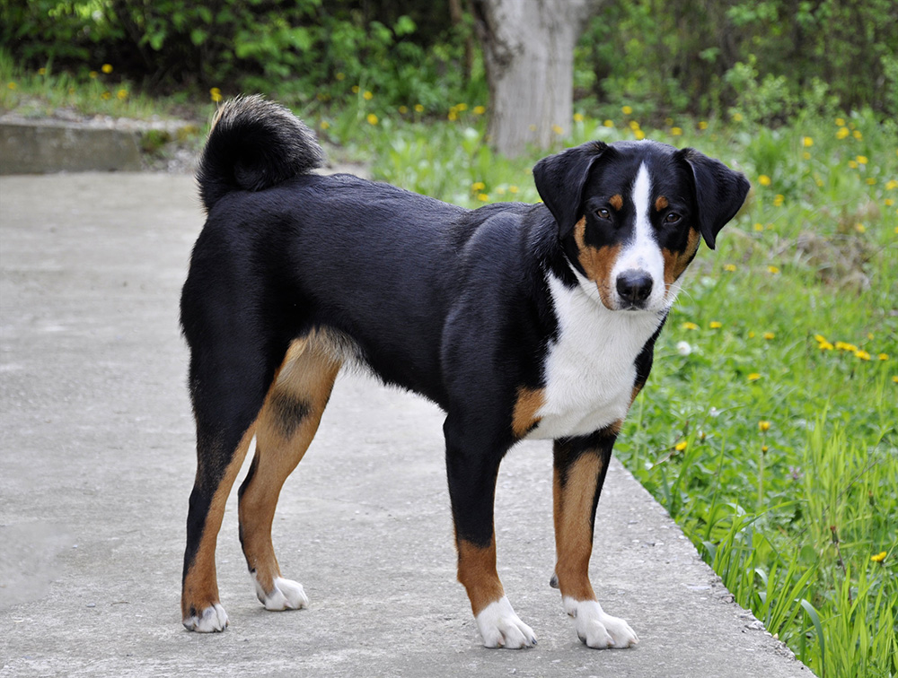 Bouvier d’Appenzell