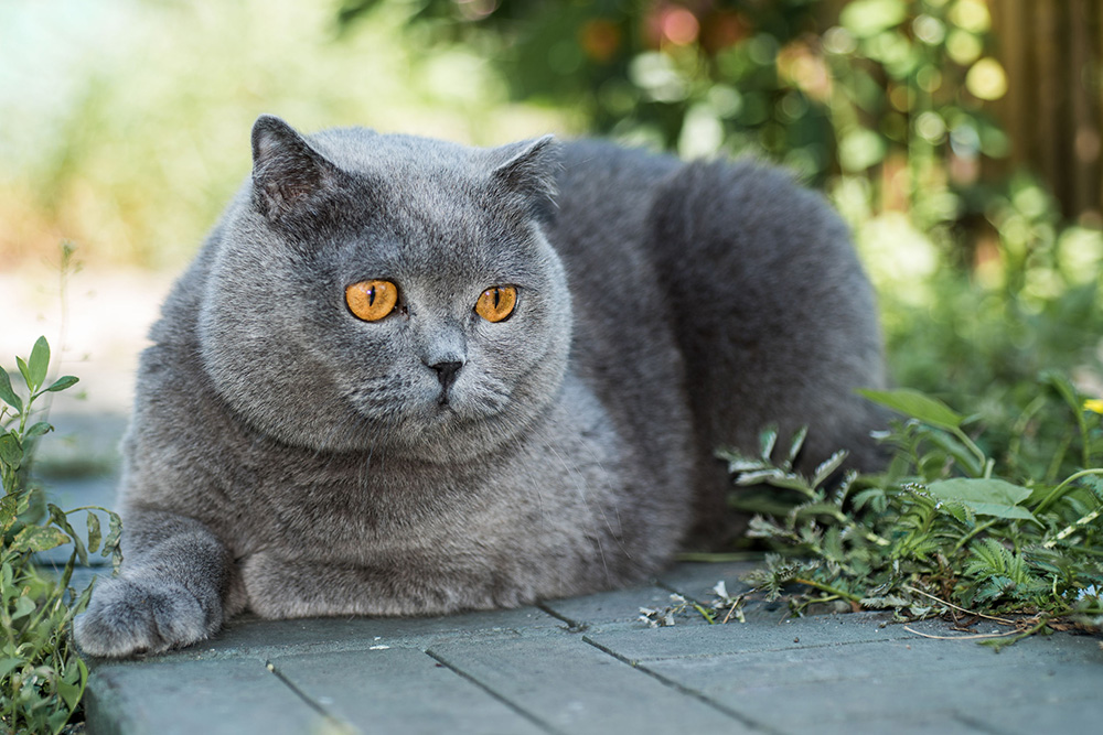 British Shorthair British Shorthair