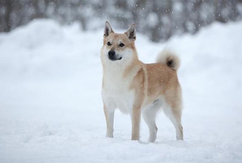 Buhund norvégien