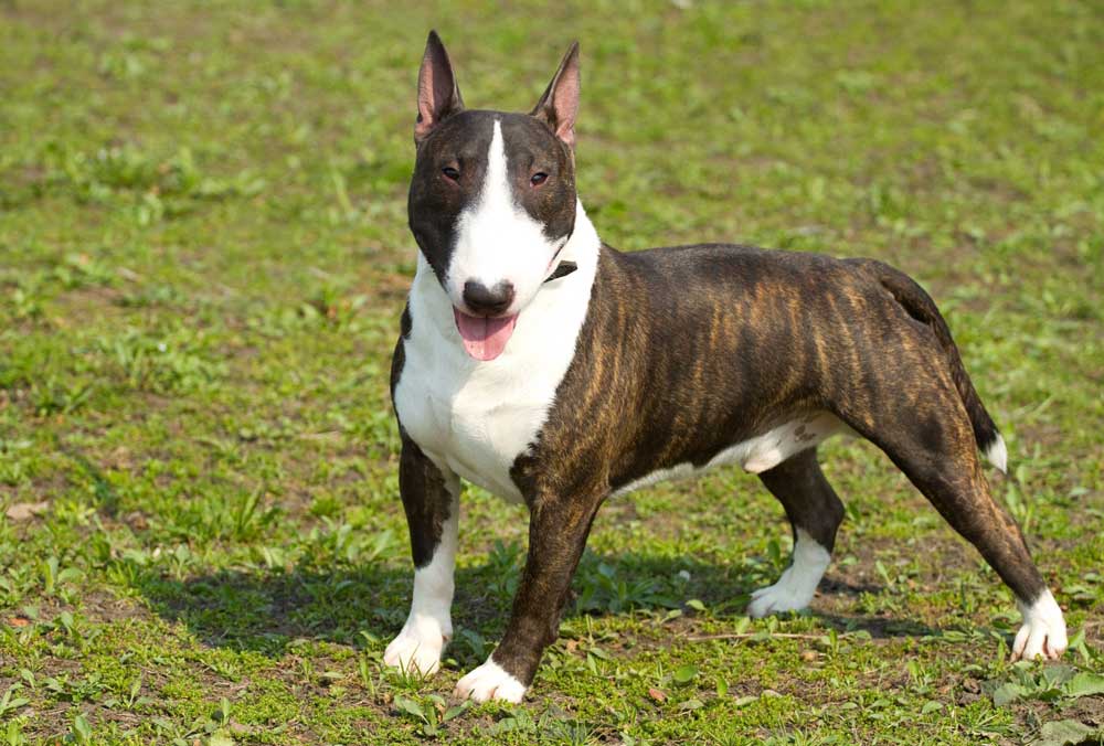 Bull terrier