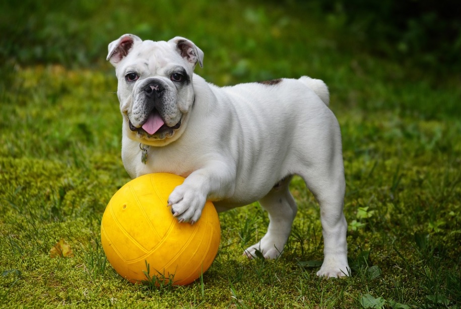 chien Bulldog Anglais