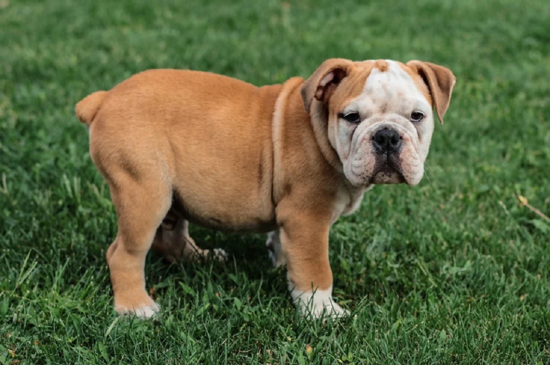 Bulldog Anglais