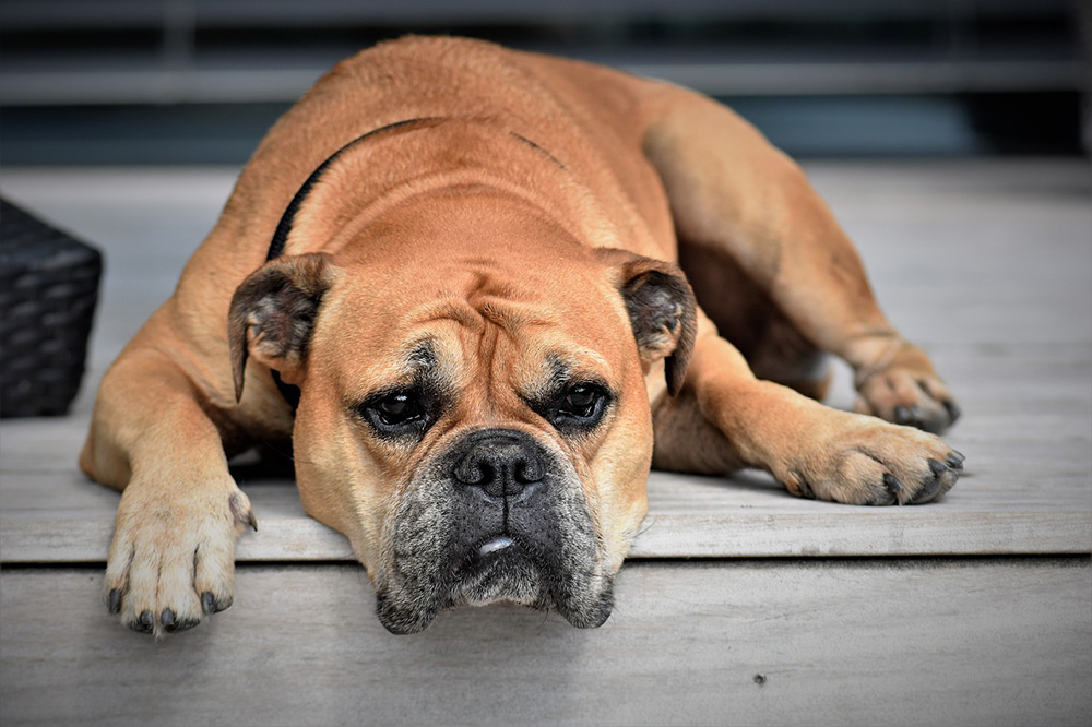Bulldog Bulldog