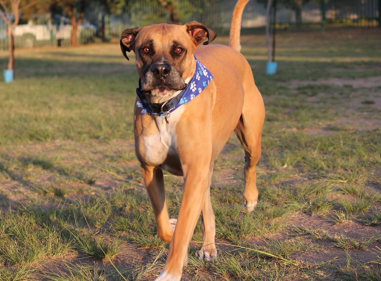 Bullmastiff Bullmastiff