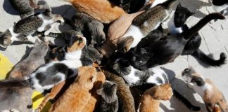centaines de cadavres de chats retrouvés en France