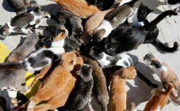 centaines de cadavres de chats retrouvés en France