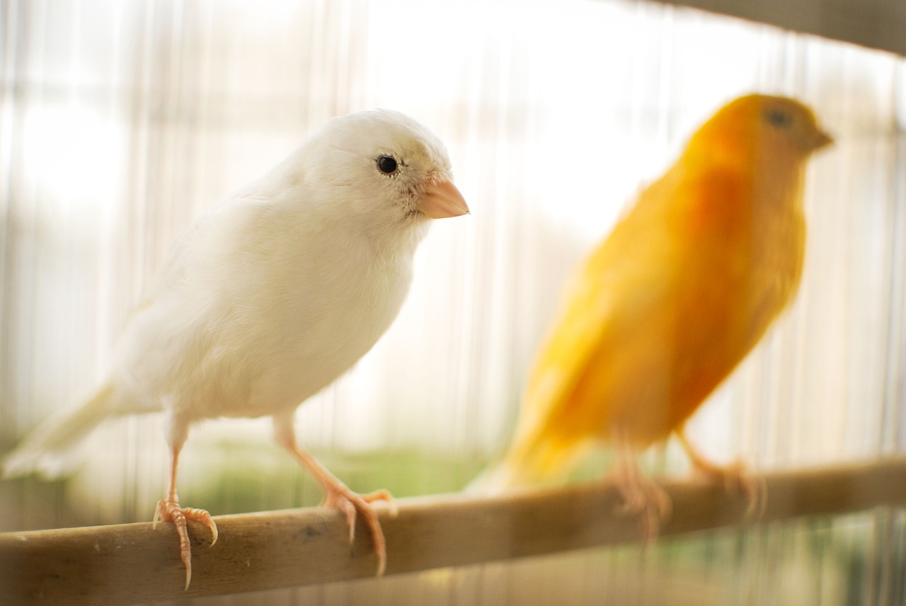 Le canari Le canari