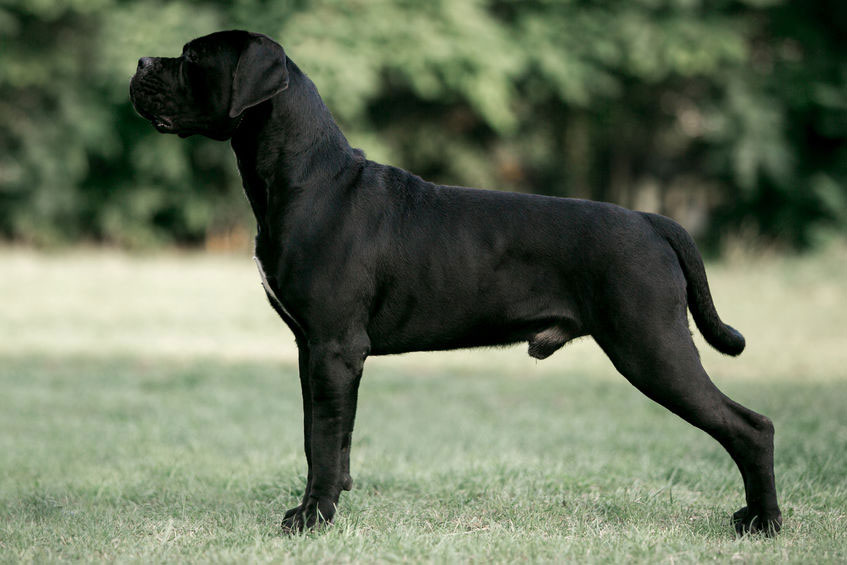 Cane Corso