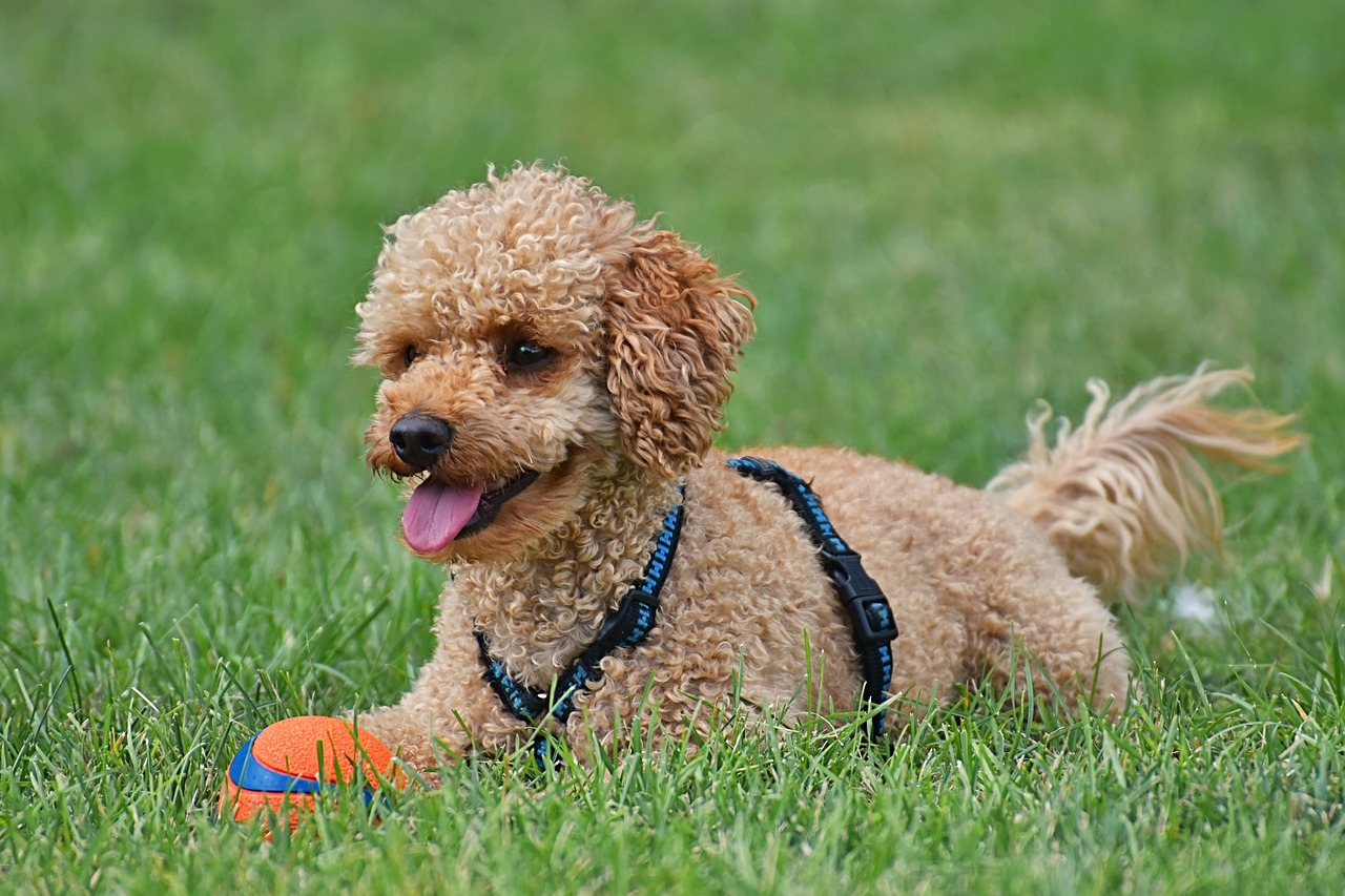 Caniche Caniche