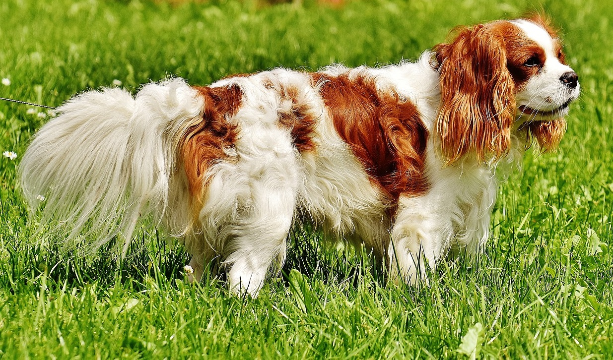 Cavalier King Charles