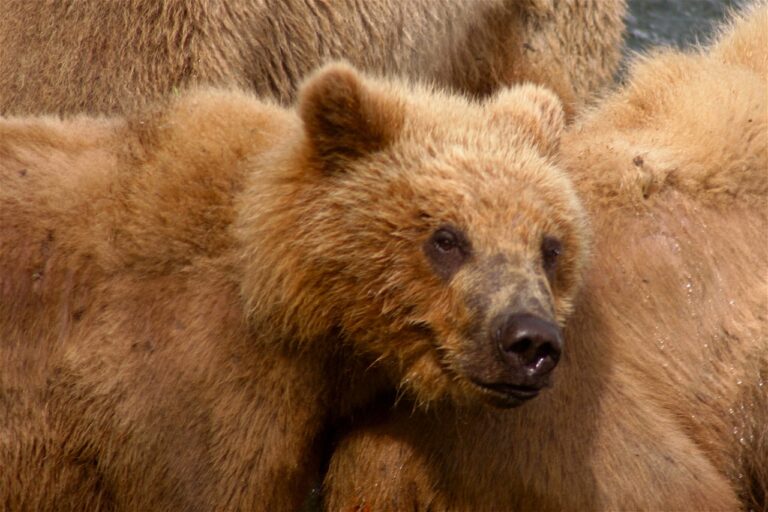Trump autorise une traque barbare des oursons et louveteaux en Alaska