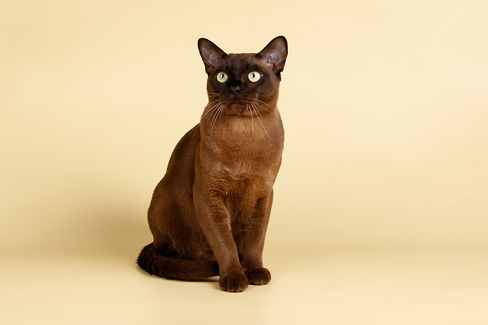 Burmese Burmese