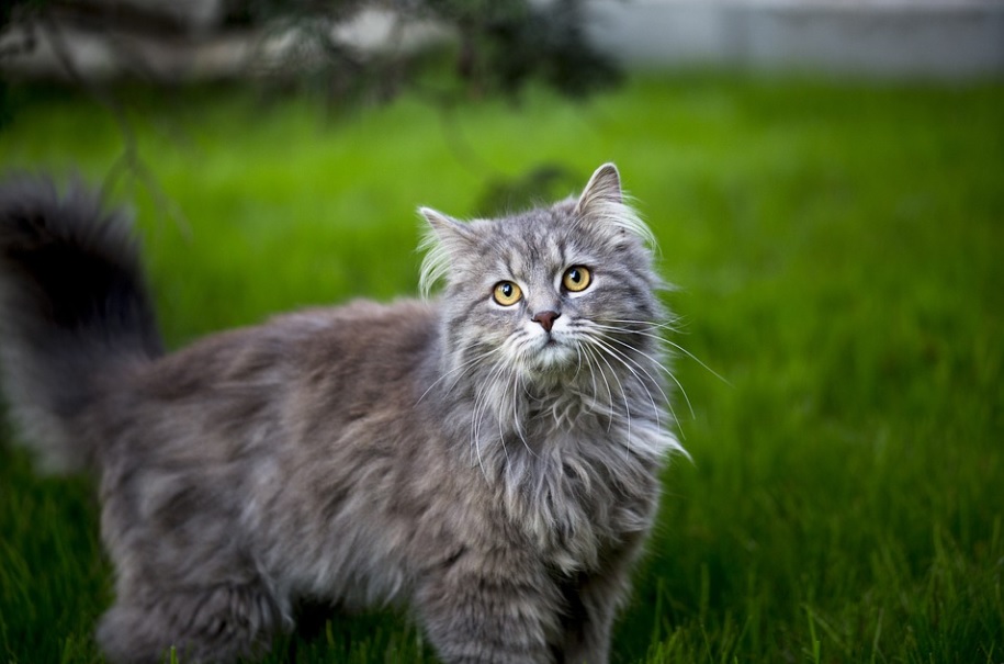 chat facile à éduquer