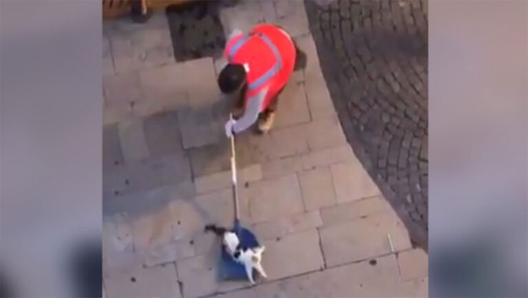 Horreur à Montélimar ! Un employé de voirie jette un chat encore vivant aux ordures !