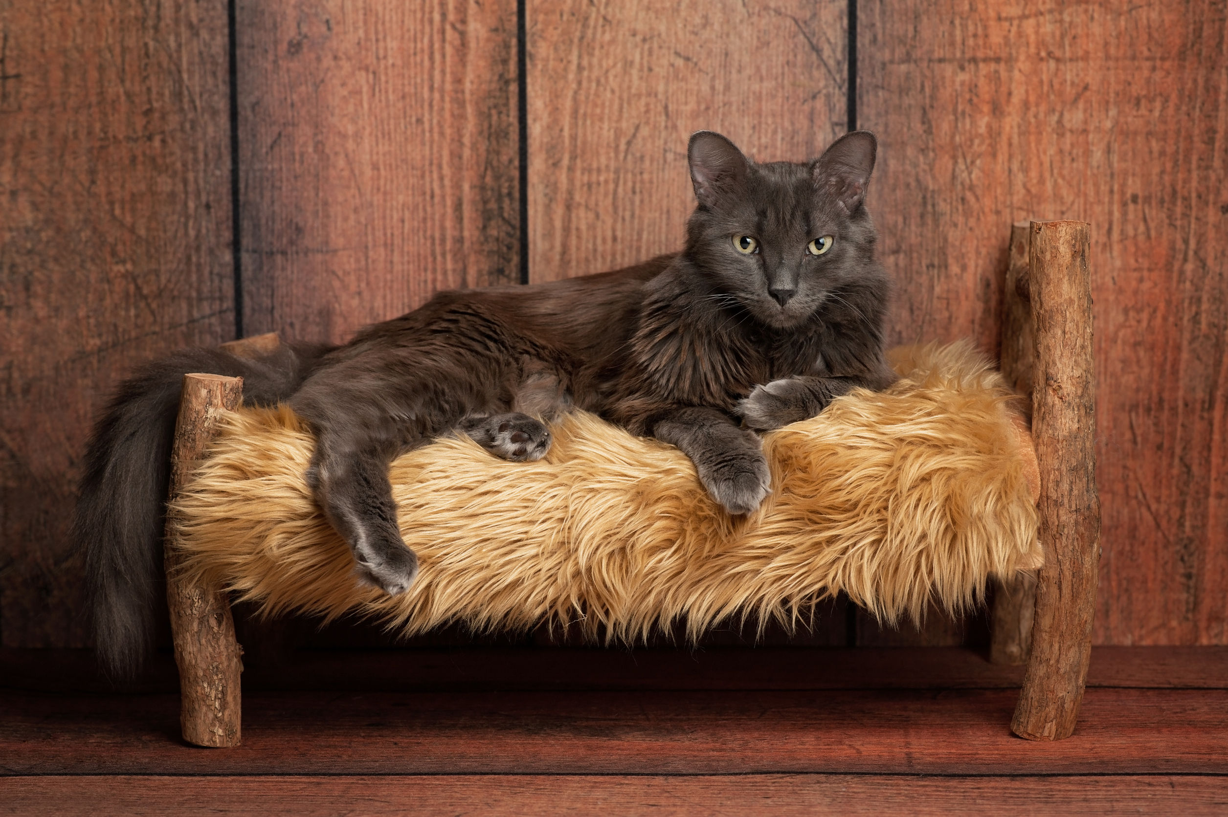 Nebelung