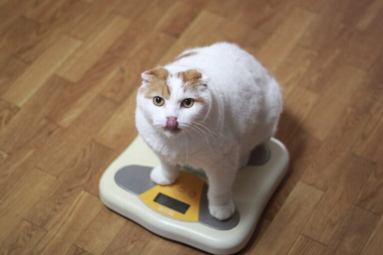 Obésité du chat – Symptômes et remèdes